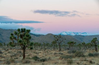 Joshua Tree Ulusal Parkı 'nda sabahın erken saatlerinde kış sabahı.