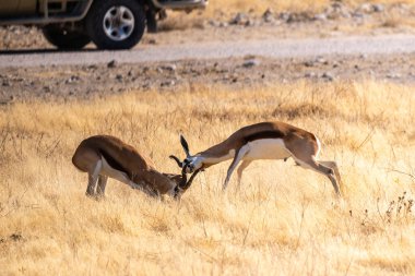 Telephoto shot of two Impalas - Aepyceros melampus- engaging in a head-to-head fight. clipart