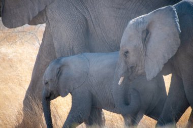 Yetişkin bir Afrika çöl fili Loxodonta Africana ve yavrusu Namibya 'daki Etosha Ulusal Parkı düzlüklerinde otluyor..