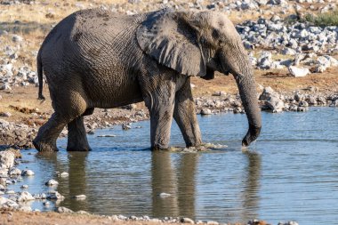 Afrika fili Loxodonta Afrika 'nın Namibya' daki Etosha Ulusal Parkı 'ndaki bir su birikintisinden içerken çekilmiş bir fotoğraf..