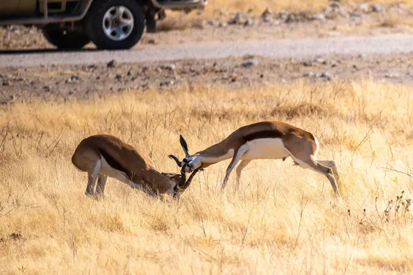 Telephoto Shot Two Impalas Aepyceros Melampus Engaging Head Head Fight — Stock fotografie