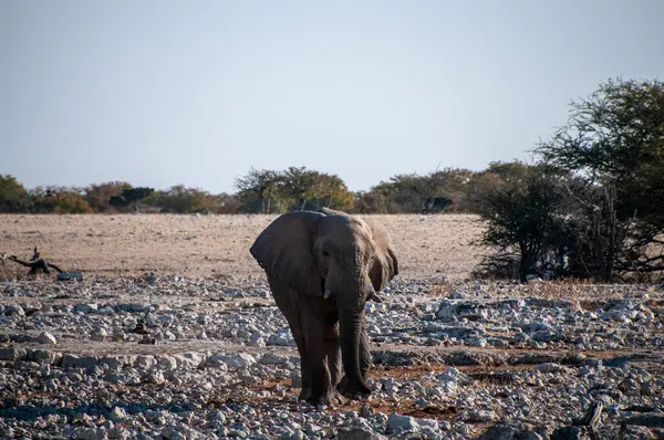 Telefoto Jednoho Obřího Afrického Slona Loxodonta Africana Blížící Vodní Díře — Stock fotografie