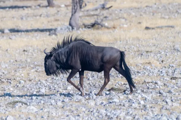 Connochaetes Taurinus adında mavi bir antilobun, Namibya 'daki Etosha Ulusal Parkı' nın düzlüklerinde yürüyüş yaparken çekilmiş resmi..