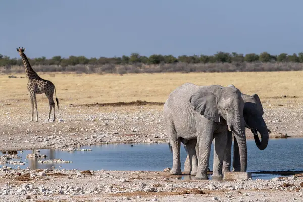 Telefoto Dos Elefantes Africanos Gigantes Loxodonta Africana Una Jirafa Angoleña — Foto de Stock