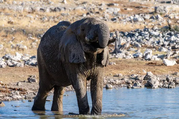 Telephoto Shot One African Elephant Loxodonta Africana Drinking Waterhole Etosha —  Fotos de Stock