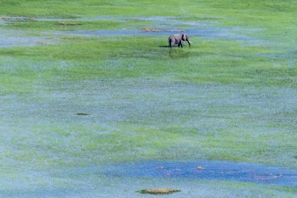Aerial Telephoto Shot African Elephant Wading Shallow Waters Okavango Delta — Foto de Stock
