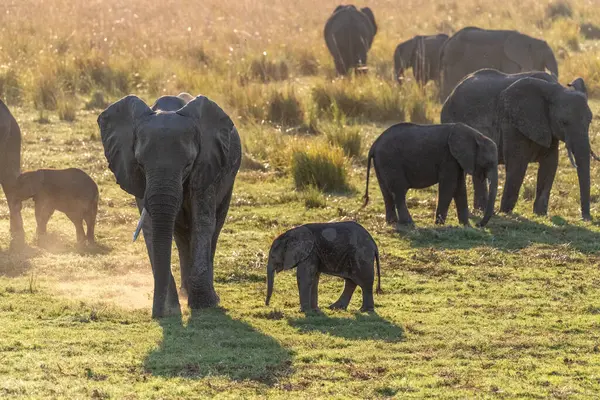 Teleporträtt Kvinnlig Afrikansk Elefant Och Hennes Kalv Som Vadar Genom — Stockfoto