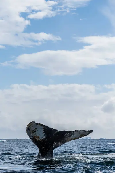 Close Tail Diving Humpback Whale Megaptera Novaeangliae Image Taken Graham — Stock Photo, Image