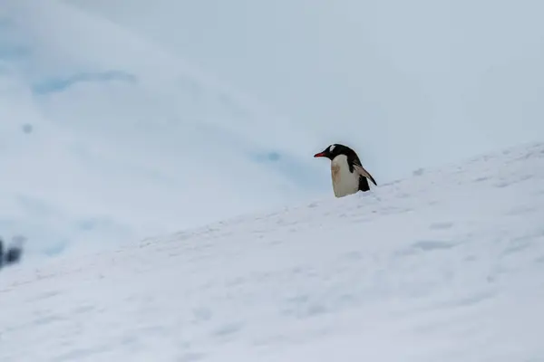 Detailní Záběr Gentoo Penguin Pygoscelis Papua Procházka Dálnici Tučňáka Zasněžené — Stock fotografie