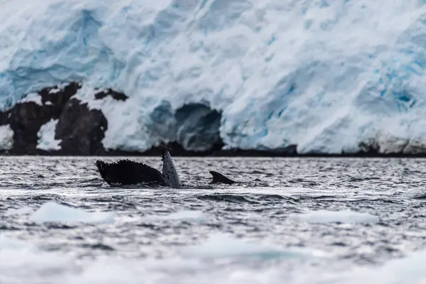 Nahaufnahme Des Schwanzes Eines Tauchenden Buckelwals Megaptera Novaeangliae Aufnahme Aus — Stockfoto