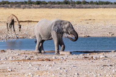 Dev bir Afrika fili Loxodonta Africana 'nın, bir Angolean zürafası, zürafa angolarının, Etosha Ulusal Parkı, Namibya' daki bir su birikintisinin yanında yürürken çekilmiş telefon görüntüsü..