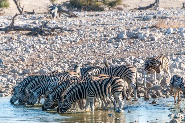 Bir grup Burchells Ovası zebra -Equus quagga Burchelli- Etosha Ulusal Parkı, Namibya 'daki bir su birikintisinden su içiyorlar..