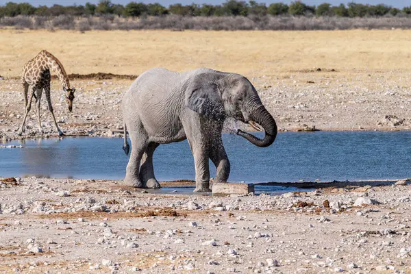 Telefoto Elefante Africano Gigante Loxodonta Africana Una Jirafa Angoleña Caminando —  Fotos de Stock
