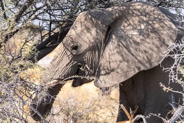 Telefoto Disparo Cabeza Elefante Africano Loxodonta Africana Comiendo Parque Nacional —  Fotos de Stock