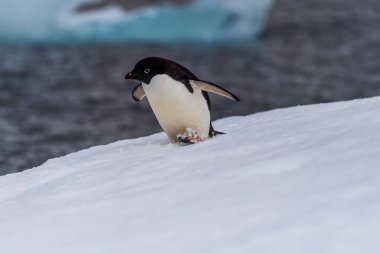 Close-up of an Adelie Penguin - Pygoscelis adeliae- standing on an iceberg, near the fish islands, on the Antarctic Peninsula clipart