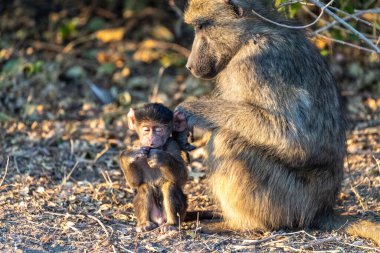 Chacma Babunu, Papio idrarı, annesiyle bebek, Chobe Ulusal Parkı, Botswana.