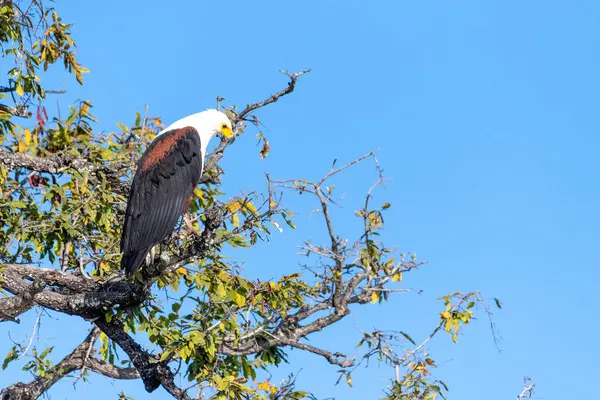 图为博茨瓦纳乔布国家公园一棵树上一只非洲鱼鹰Haliaetus Vocifer 的Telephoto照片 — 图库照片