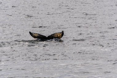Dalış yapan bir kambur balinanın kuyruğuna yakın plan. Megaptera novaeangliae. Görüntü Graham geçidinde çekildi, Charlotte Körfezi, Antarktika Yarımadası yakınlarında..