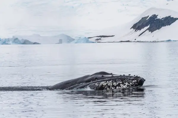 ハンプバッククジラの頭のクローズアップ メガパテラノヴァンヤンリア 南極半島のキューバービル島近くで撮影された画像 — ストック写真