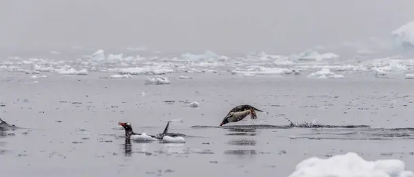 一群基因企鹅 Gentoo Penguins 的Telephoto Pygoscelis Papu 在南极海冰中跳跃和游泳 南极半岛 — 图库照片