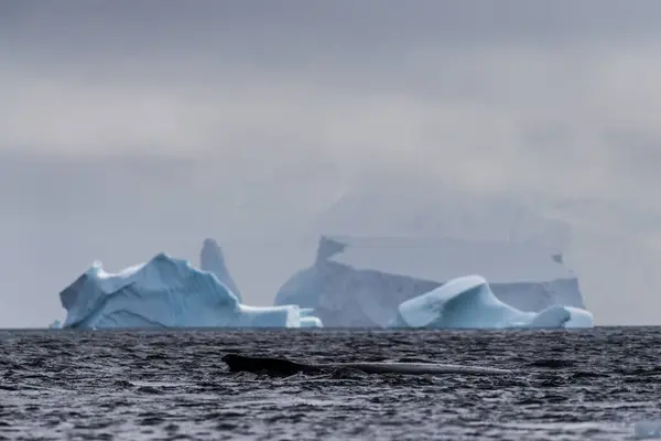 潜水座头鲸 Megaptera Novaeangliae 的背鳍和背鳍的特写 图为在南极半岛夏洛特湾附近的格雷厄姆通道拍摄的 — 图库照片