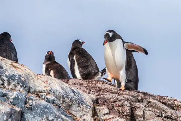 Groupe Gentoo Penguin Pygoscelis Papua Debout Sur Rocher Près Crique — Photo