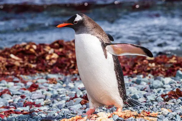 Крупный План Gentoo Penguin Pygoscelis Papua Стоящего Скалистом Берегу Острова — стоковое фото