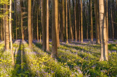 Yükselen güneş illumingating Hallerbos, bir bahar sabahı bluebells flowerbed.