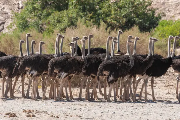 Telephoto Shot Giant Group Ostriches Crossing Dirt Road Somewhere Namibia — Stock Photo, Image