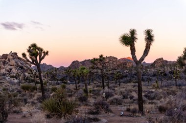 Joshua Tree Ulusal Parkı 'nda sabahın erken saatlerinde kış sabahı.