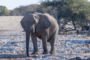 Afrika fili Loxodonta Afrikana 'nın Namibya' daki Etosha Ulusal Parkı 'ndaki bir su birikintisine yaklaşırken çekilmiş resmi..