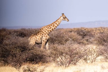 Bir Angola Zürafası -Giraffa Zürafası - Namibya 'daki Etosha Ulusal Parkı düzlüklerinde duruyor..