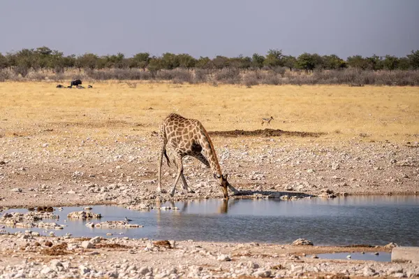 Angolanische Giraffen Giraffa Giraffa Angolensis Stehen Trinkend Einem Wasserloch Etosha — Stockfoto