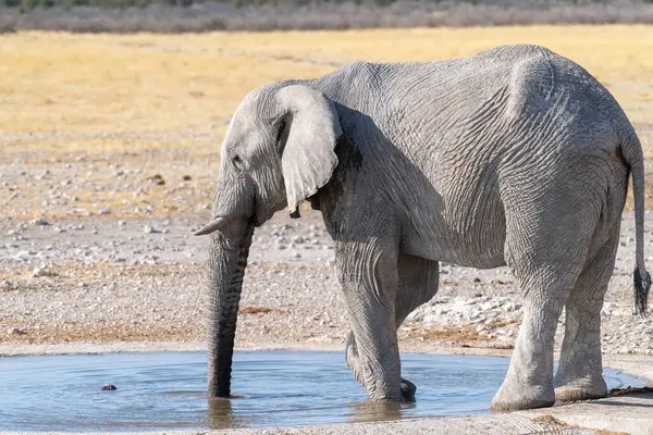 Telefoto Elefante Africano Gigante Loxodonta Africana Bebiendo Pozo Agua Parque —  Fotos de Stock