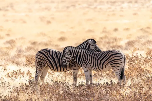 Teleaufnahme Von Zwei Burchells Plains Zebras Equus Quagga Burchelli Die — Stockfoto