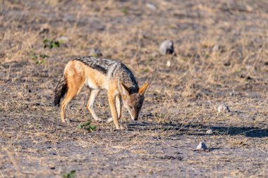 Botsvana 'da Chobe Ulusal Parkı' nda sabah erken saatlerde gezinen yan çizgili bir çakal -Canis Adustus..