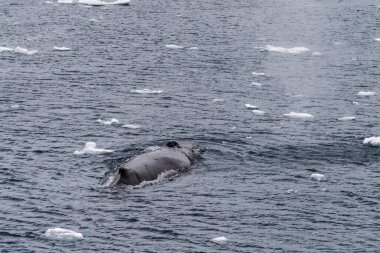 Dalış yapan bir kambur balinanın arkası Megaptera novaeanglia- sırt yüzgeci ve şişme deliği de dahil. Görüntü, Antarktika yarımadasındaki Lemaire kanalının girişinden alınmıştır..