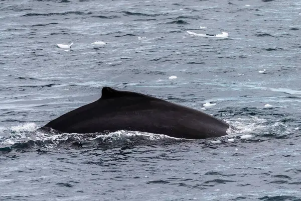 ダイビングバッククジラの後ろのクローズアップ Megaptera Novaeangliae ドーサルフィンとブローホールを含む 南極半島のレメール海峡の入り口を不平等に撮った画像 — ストック写真