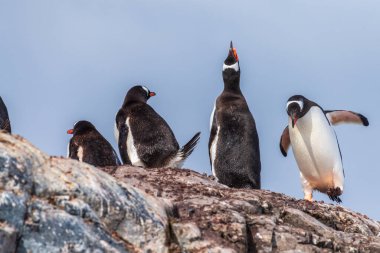 Gentoo Penguen-Pygoscelis papağanlarından oluşan bir grup Antarktika yarımadasındaki Cierva Koyu 'nun yanındaki bir kayanın üzerinde duruyorlar.