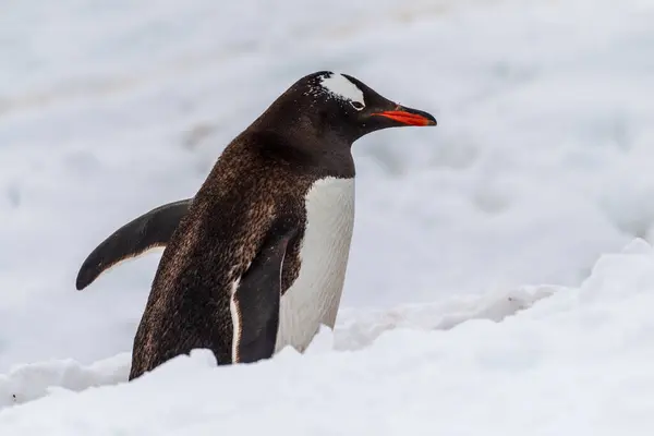 Close Gentoo Penguin Pygoscelis Papua Walking Penguin Highway Snowy Landscape — Stock Photo, Image