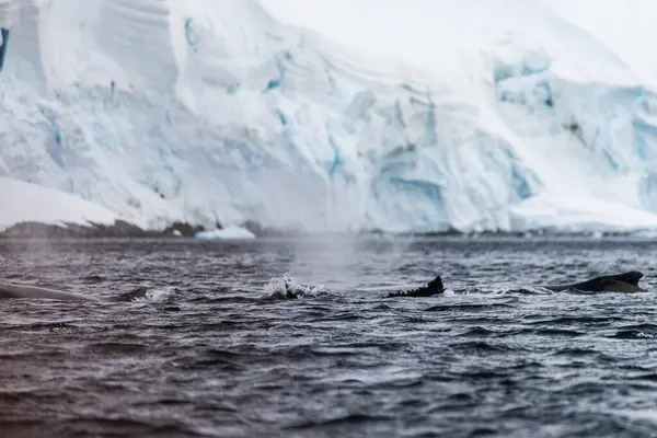 Close Tail Diving Humpback Whale Megaptera Novaeangliae Image Taken Graham — Stock Photo, Image