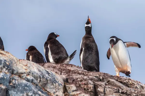 位于南极半岛切尔瓦湾附近的一块岩石上 站着一群基诺企鹅 皮戈斯切利木瓜 — 图库照片