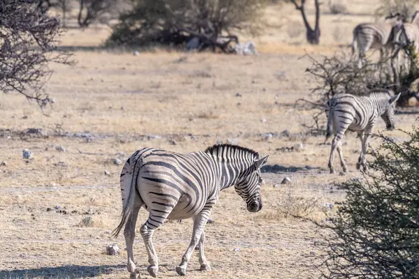 Teleobjektiv Záběru Burchells Plains Zebra Equus Quagga Burchelli Pláních Národního — Stock fotografie