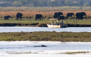 Botsvana 'nın Chobe Ulusal Par kentinde bir fil sürüsünü izleyen bir turist safari teknesinin telefon çekimleri. Bir su aygırı tarafından izleniyor..