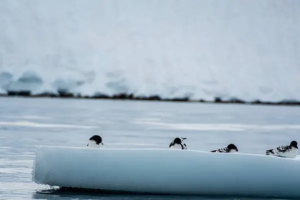 在南极半岛丹哥岛附近的一座冰山上休息的四个海燕角的特写 引水记 — 图库照片