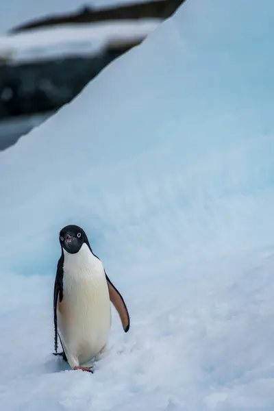 Zbliżenie Pingwina Adelie Pygoscelis Adeliae Stojącego Górze Lodowej Pobliżu Wysp — Zdjęcie stockowe