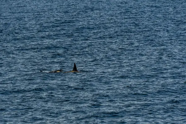Katil Balina Orcinus Orca Nın Yakın Çekimi Anvers Adası Yakınlarındaki — Stok fotoğraf