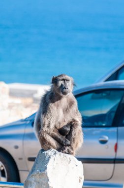 Close-up of a Baboon, papio ursinus, sitting in a car park at Cape of Good Hope, South Africa. clipart