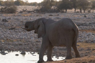 Afrika fili Loxodonta Africana sürüsünün Etosha Ulusal Parkı 'ndaki bir su birikintisinde banyo yaparken çekilmiş resmi..