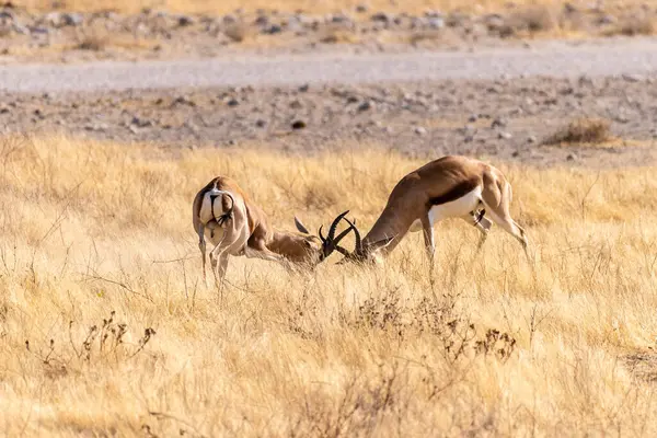 Telephoto Shot Two Impalas Aepyceros Melampus Engaging Head Head Fight — Stockfoto